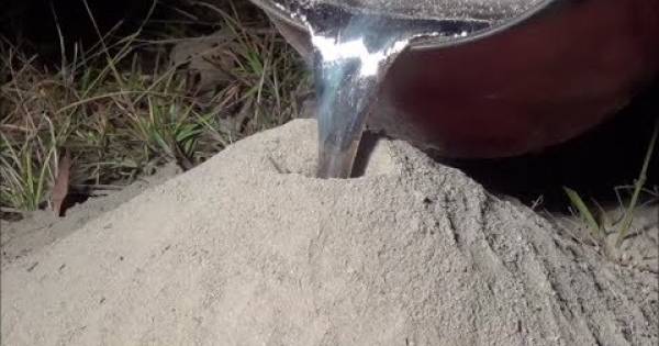 ¿Que pasaría si tiramos aluminio fundido en un hormiguero? El resultado es asombroso!
