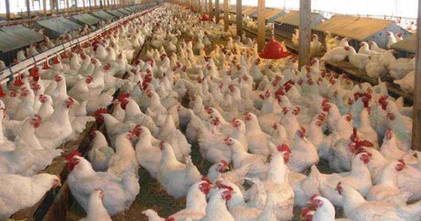 La FDA Finalmente Admite Que El Pollo Contiene Arsénico Que Causa Cáncer