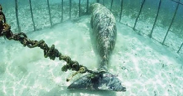 Estos buzos encontraron un horrible “zoológico” con animales enjaulados y atados en el fondo del mar.